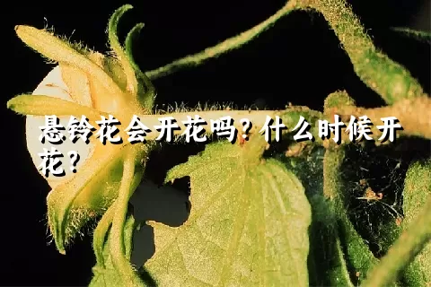 悬铃花会开花吗？什么时候开花？