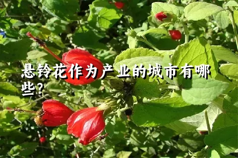 悬铃花作为产业的城市有哪些？