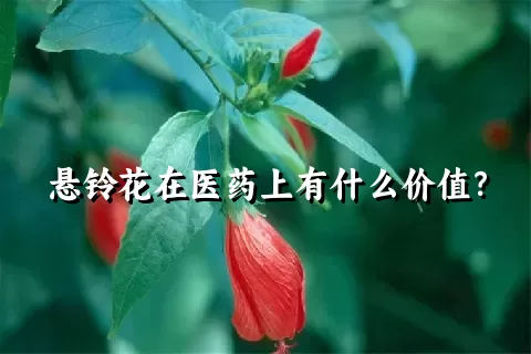 悬铃花在医药上有什么价值？