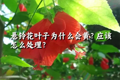 悬铃花叶子为什么会黄？应该怎么处理？