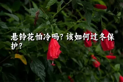 悬铃花怕冷吗？该如何过冬保护？