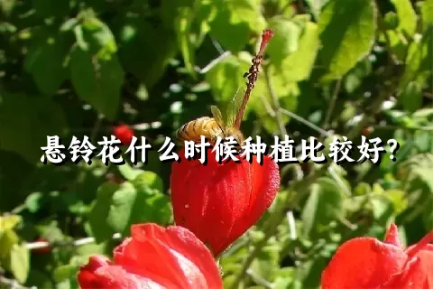 悬铃花什么时候种植比较好？