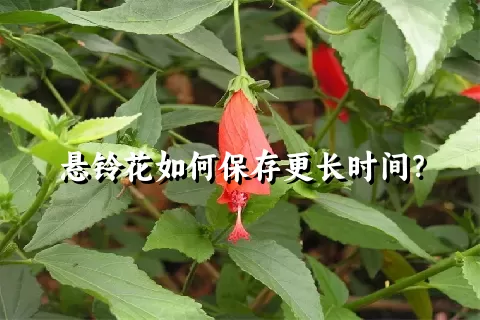 悬铃花如何保存更长时间？