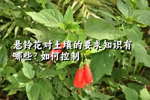 悬铃花对土壤的要求知识有哪些？如何控制