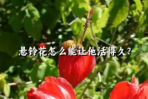 悬铃花怎么能让他活得久？