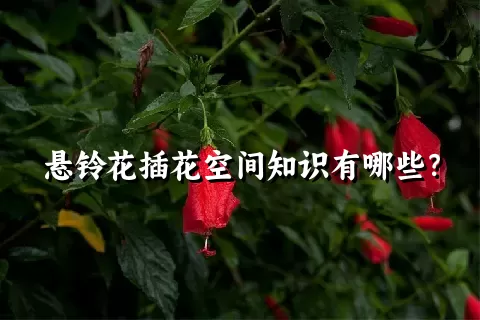 悬铃花插花空间知识有哪些？