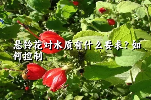 悬铃花对水质有什么要求？如何控制