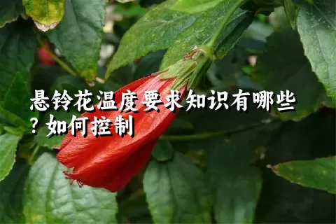 悬铃花温度要求知识有哪些？如何控制