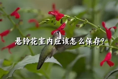 悬铃花室内应该怎么保存？