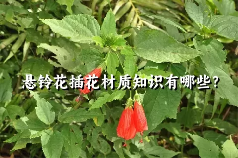 悬铃花插花材质知识有哪些？