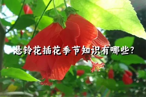 悬铃花插花季节知识有哪些？