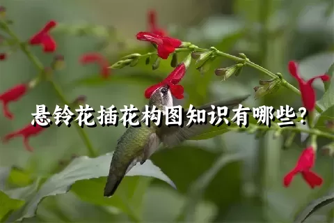 悬铃花插花构图知识有哪些？