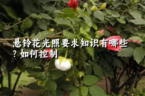 悬铃花光照要求知识有哪些？如何控制