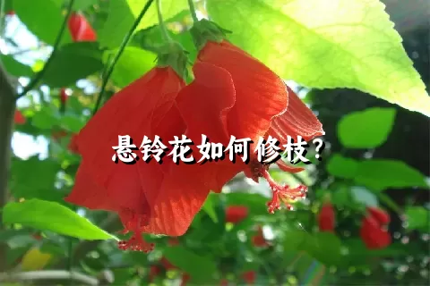 悬铃花如何修枝？