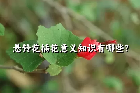 悬铃花插花意义知识有哪些？