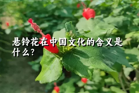 悬铃花在中国文化的含义是什么？