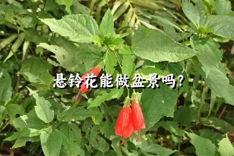 悬铃花能做盆景吗？