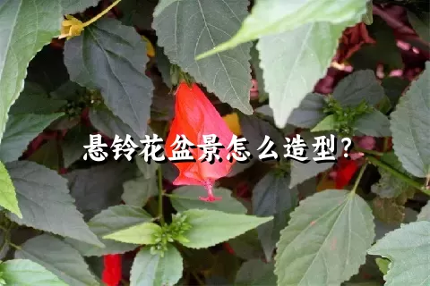 悬铃花盆景怎么造型？