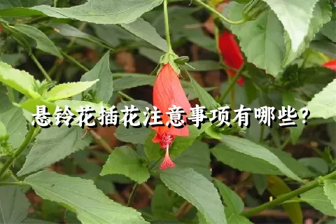 悬铃花插花注意事项有哪些？