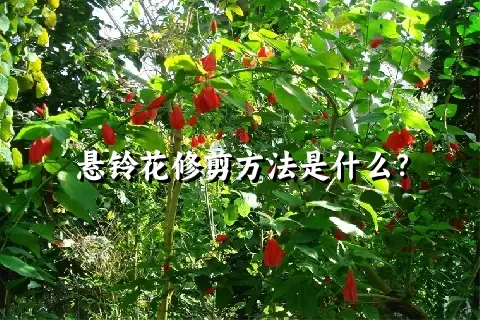 悬铃花修剪方法是什么？