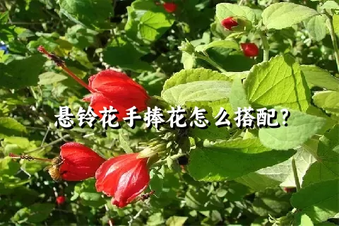 悬铃花手捧花怎么搭配？