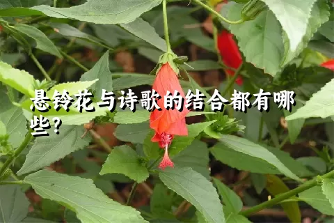 悬铃花与诗歌的结合都有哪些？