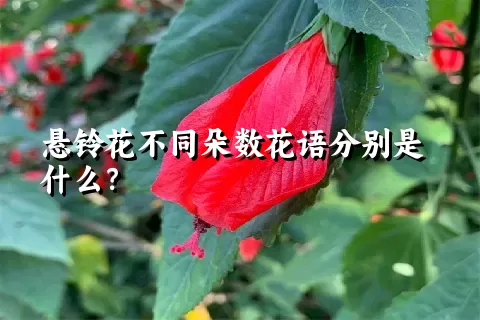 悬铃花不同朵数花语分别是什么？