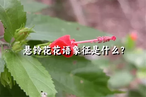 悬铃花花语象征是什么？