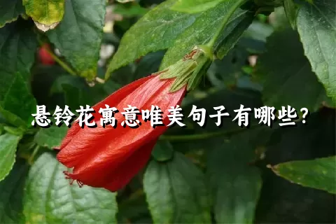 悬铃花寓意唯美句子有哪些？