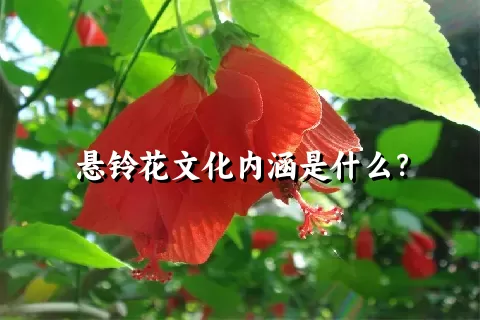 悬铃花文化内涵是什么？