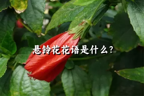 悬铃花花语是什么？