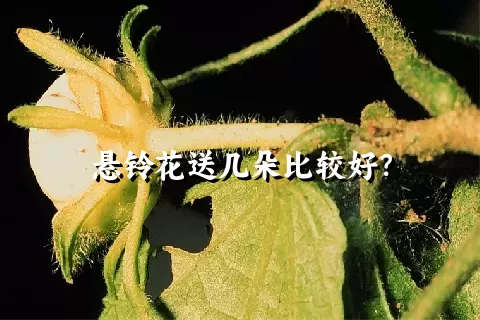 悬铃花送几朵比较好？