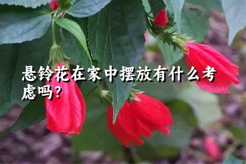 悬铃花在家中摆放有什么考虑吗？