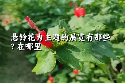 悬铃花为主题的展览有那些？在哪里