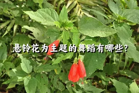 悬铃花为主题的舞蹈有哪些？