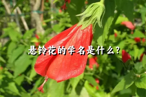 悬铃花的学名是什么？