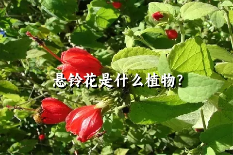 悬铃花是什么植物？