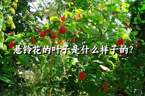 悬铃花的叶子是什么样子的？