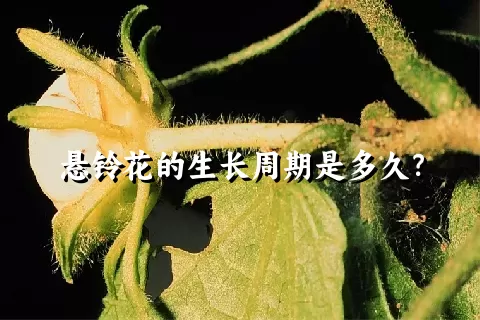 悬铃花的生长周期是多久？