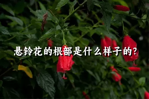 悬铃花的根部是什么样子的？