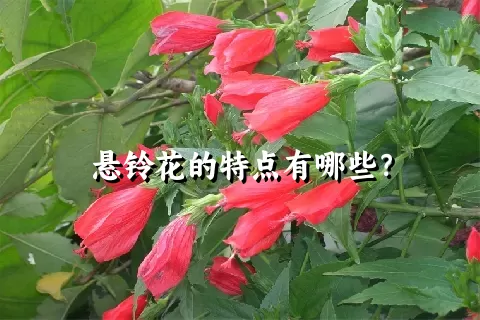 悬铃花的特点有哪些？