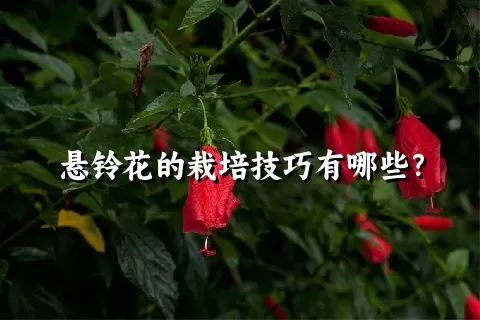 悬铃花的栽培技巧有哪些？