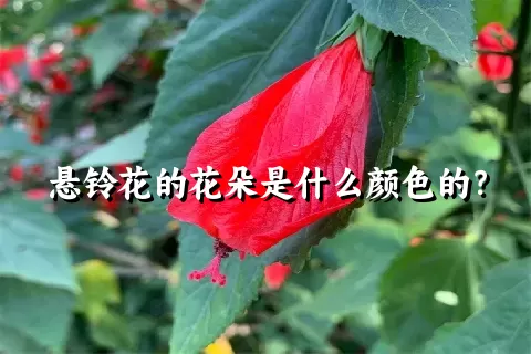 悬铃花的花朵是什么颜色的？