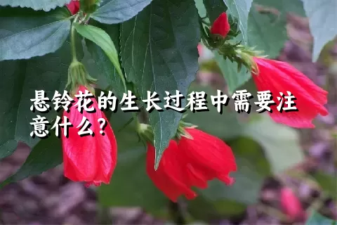 悬铃花的生长过程中需要注意什么？