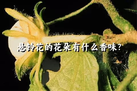 悬铃花的花朵有什么香味？