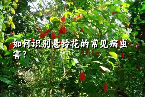 如何识别悬铃花的常见病虫害？