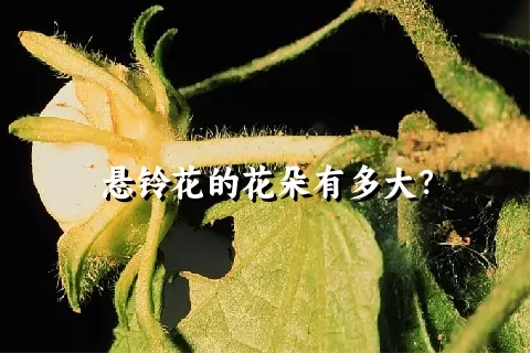 悬铃花的花朵有多大？