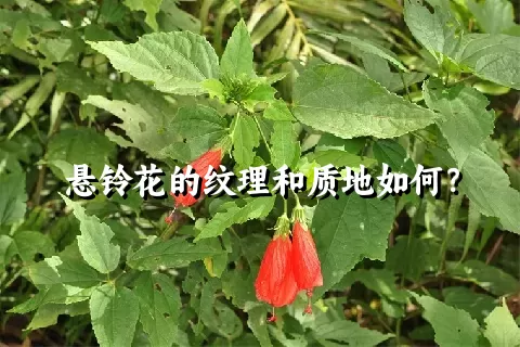 悬铃花的纹理和质地如何？