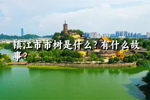 镇江市市树是什么？有什么故事？