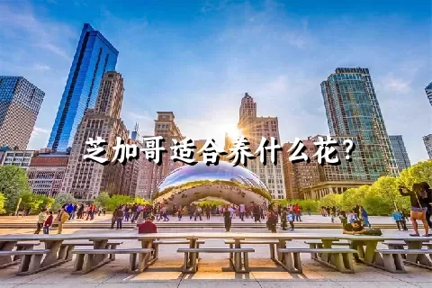 芝加哥适合养什么花？